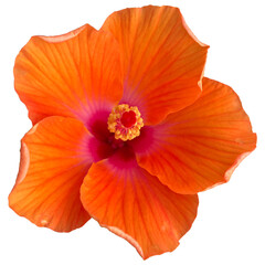 Di-cut orange hibicus summer tropical botany botanical flower islolated on transparent background