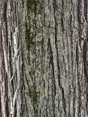 樹皮　テクスチャ