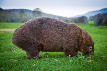 The common wombat (Vombatus ursinus), also known as the coarse-haired wombat or bare-nosed wombat. Stocky marsupial eating grass from a lawn. Landscape background.