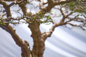 Close-up of a Bonsai tree branch and trunk., isolated against a white background