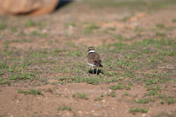 Birds of the Wichita Mountains