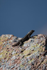 Eastern Collared Lizard of the Wichita Mountains 