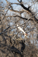 Birds of the Wichita Mountains