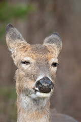 White-tailed deer of the Wichita Mountains