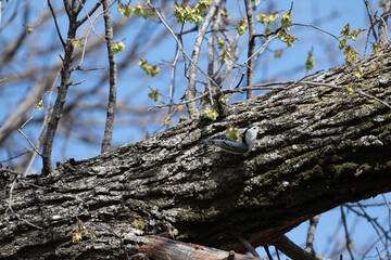 Birds of the Wichita Mountains