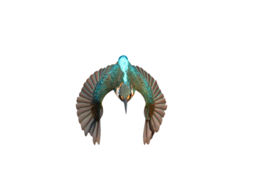 Beautiful feathers on the back of Common Kingfisher isolated on transparent background png file