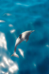 Dolphin