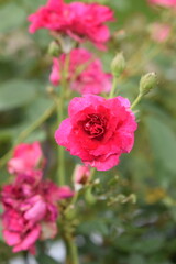 Hot pink roses on a bush in a garden.