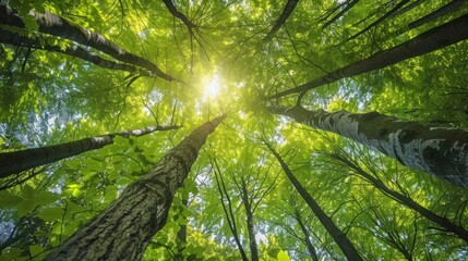 Sunlight Filtering Through a Lush Forest Canopy