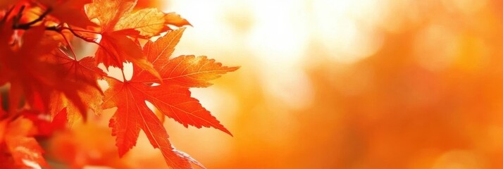 Fototapeta premium Vibrant Autumn Leaves in Warm Sunshine