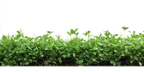 Obraz premium Fresh Greenery with Vibrant Plant Life