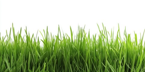 Fototapeta premium Lush Green Grass with White Background