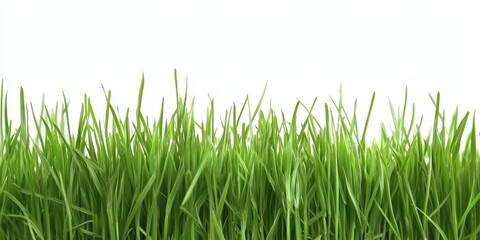 Obraz premium Lush Green Grass with Minimalist Background