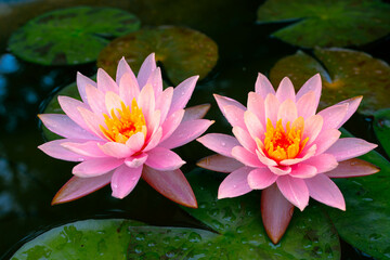Beautiful closeup of two pink lotus flowers in full bloom, surrounded by lush greenery in an outdoor garden. Ideal for floral photography, showcasing the peaceful and exotic beauty of nature.