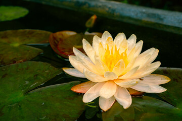 Yellow lotus in full bloom, set against a peaceful natural garden background with delicate petals and aquatic plants, providing a vibrant and serene scene ideal for nature, botanical, and zen concepts