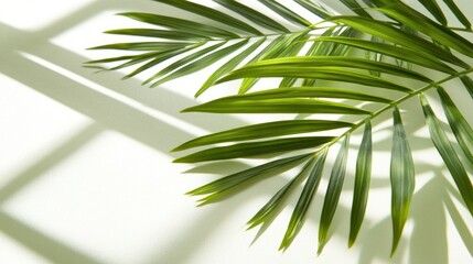 Palm Fronds Cast Shadows on a Light Green Surface