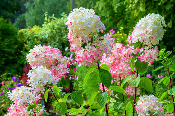 Obraz premium A flowering bush of panicle hydrangea in a country summer garden.