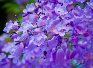 Closeup of Jacaranda mimosifolia flowers. Lilac, Blue jacaranda full frame floral background.