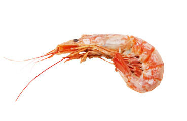 A shrimp is shown on a white background