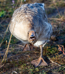 A duck is standing in the grass with its head up and beak open