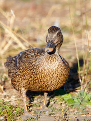 Fototapeta premium A duck is standing in a field of grass