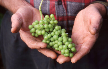 White Wine Grapes in growers hands
