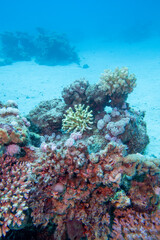 Colorful, picturesque coral reef at the sandy bottom of tropical sea, hard corals, underwater landscape