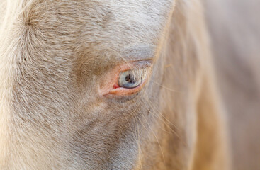 A horse's eye is shown in a close up