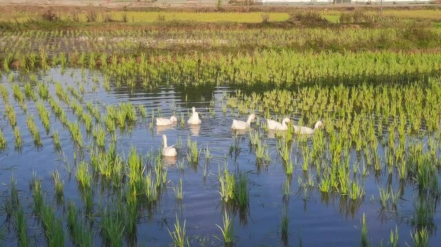 A group of white poultry geese floating in paddy field or farmland,finding food to eat.Countryside life,countryside life and village economy development