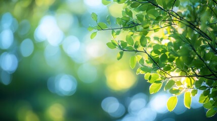 Obraz premium Green tree with sky bokeh effects. Serene and dreamy background atmosphere. Soft-focus nature backdrop.