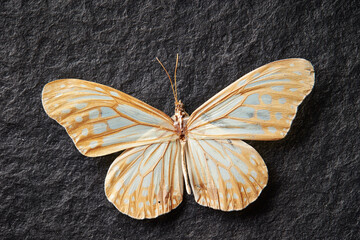 Butterfly specimen on dark background
