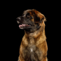 Close-up Portrait of a Leonberger dog, isolated on black background, profile view