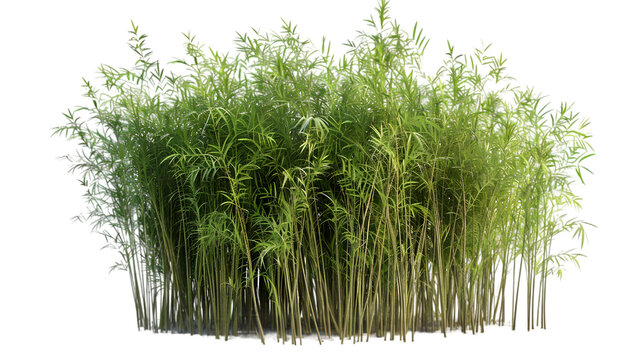 bambu png transparent background