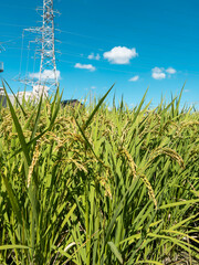 黄金色に稔った稲穂　日本の農業イメージ