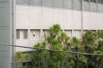 Palm Trees Against a Modern Industrial Facade