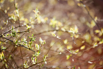 Spring, garden and closeup with leaves, shrub and plants with growth, nature and sunshine in morning. Trees, bush or landscape in countryside with flowers at sunrise, environment and outdoor in Italy