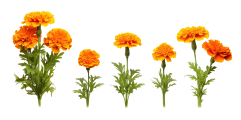 Vibrant orange marigold flower no transparent background