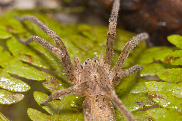 Macro Shot of Spider on Leaf in Natural Habitat