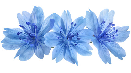 blue flowers png transparent background