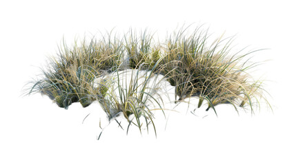 desert grass png transparent background