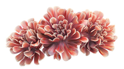 coral flowers png transparent background