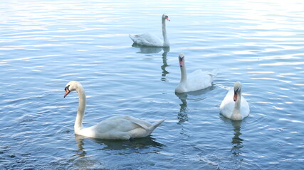 Mute swans living and floating in the lake. The swan is a genus of waterfowl that has the ability to swim and fly with incredible speed and agility.