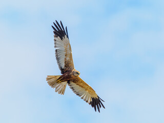 Marsh harrier in flight