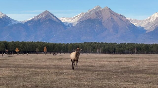 Mountain landscape with a deer walking towards the camera