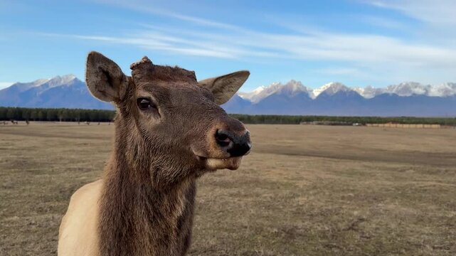 Beautiful wapiti deer close-up in the wild. Snow-capped mountains in the background.