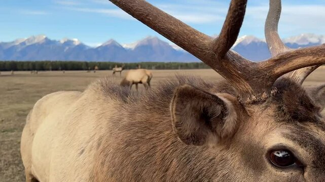 A beautiful wapiti deer with big horns in the wild Snow capped mountains in the background.