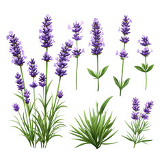 A flat style illustration of lavender, isolated on a white background, featuring vibrant purple hues and clean outlines. PNG