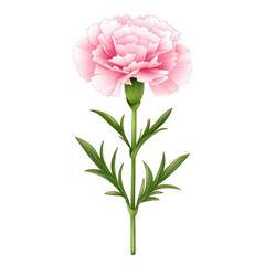 Fototapeta premium A flat style illustration of a carnation, isolated on a white background, featuring its lovely blooms and artistic details. PNG