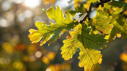 Obraz premium Sunlit Oak Leaves in Autumn with Blurred Background