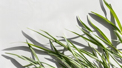 Fototapeta premium Green Grass Blades and Shadows on a White Surface